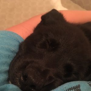 Meet your Posher, Ella